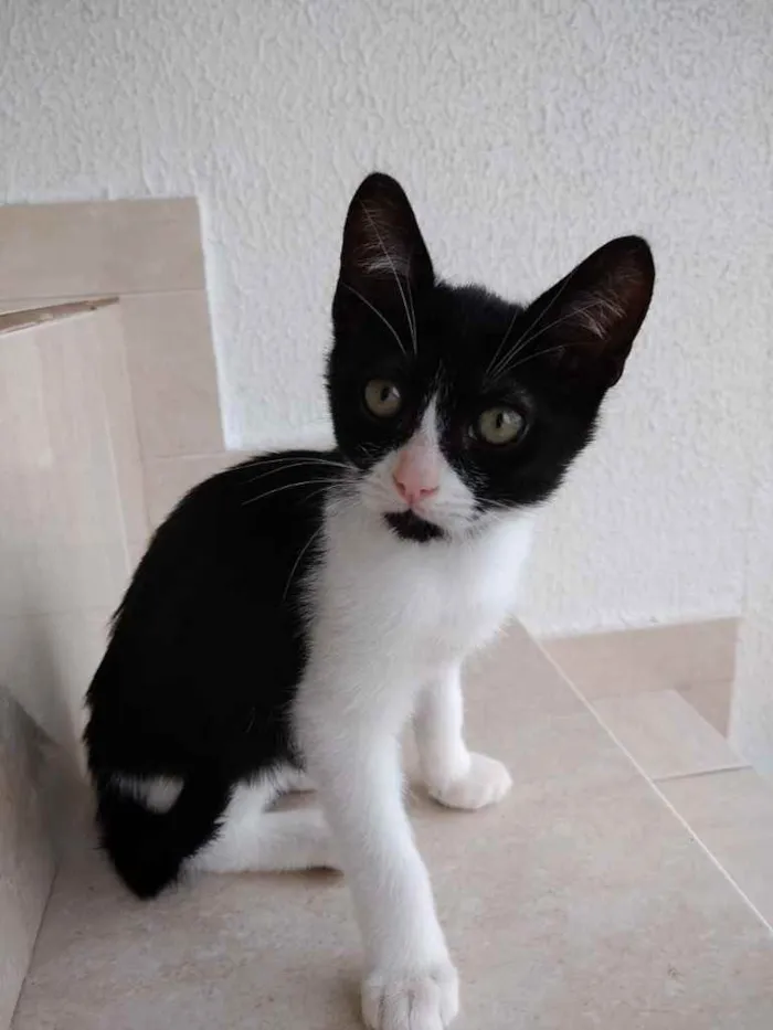 Gato ra a Srd frajola  idade 2 a 6 meses nome Bolinha bb lindo