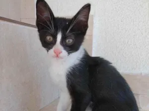 Gato raça Srd frajola  idade 2 a 6 meses nome Bolinha bb lindo