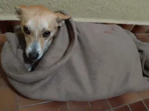 Cachorro raça Vira latas idade 2 anos nome SURI