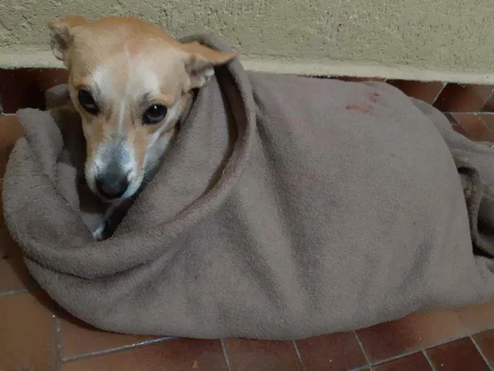 Cachorro ra a Vira latas idade 2 anos nome SURI