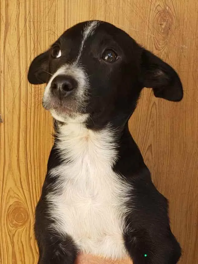 Cachorro ra a SRD idade 2 a 6 meses nome Bernardo