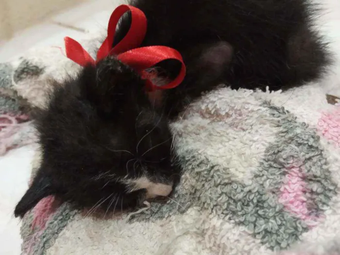 Gato ra a Indefinida idade Abaixo de 2 meses nome Pretinho