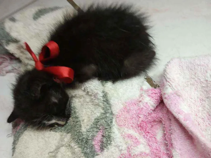 Gato ra a Indefinida idade Abaixo de 2 meses nome Pretinho