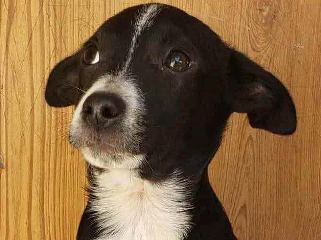 Cachorro ra a SRD idade 2 a 6 meses nome Bernardo