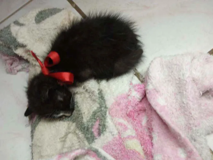 Gato ra a Indefinida idade Abaixo de 2 meses nome Pretinho