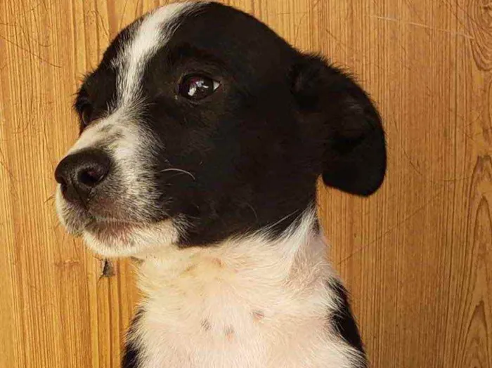 Cachorro ra a SRD idade 2 a 6 meses nome Mario