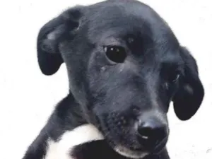 Cachorro raça SRD idade 2 a 6 meses nome Bethoveen