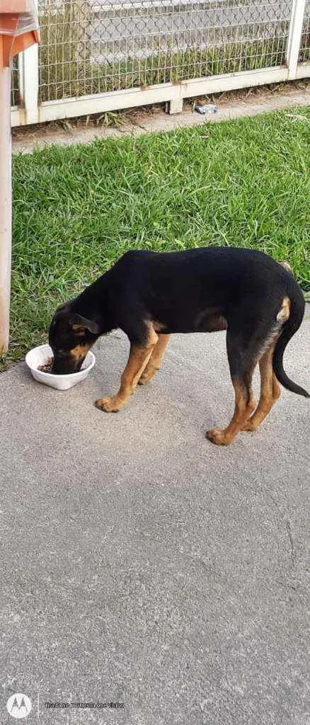 Cachorro ra a Mestiça idade 7 a 11 meses nome Sem none