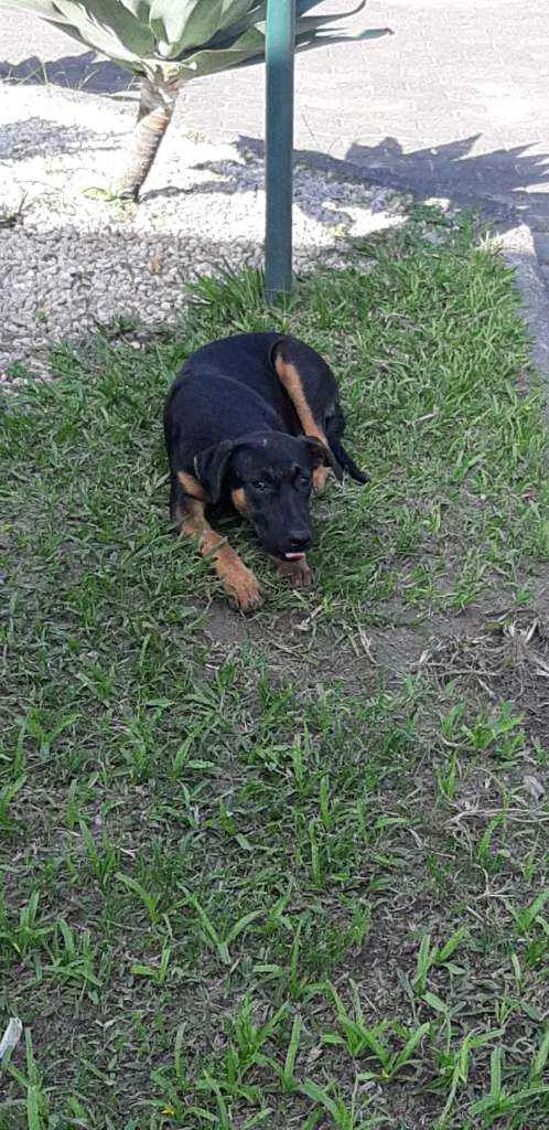 Cachorro ra a Mestiça idade 7 a 11 meses nome Sem none