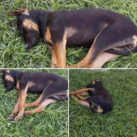 Cachorro ra a Mestiça idade 7 a 11 meses nome Sem none