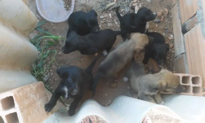 Cachorro raça Indefinida idade Abaixo de 2 meses nome Vários