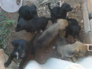 Cachorro raça Indefinida idade Abaixo de 2 meses nome Vários