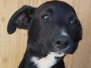 Cachorro raça SRD idade 2 a 6 meses nome Rui