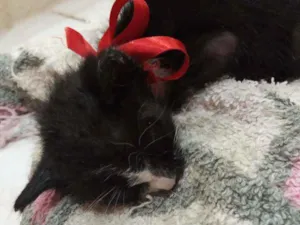 Gato raça Indefinida idade Abaixo de 2 meses nome Pretinho