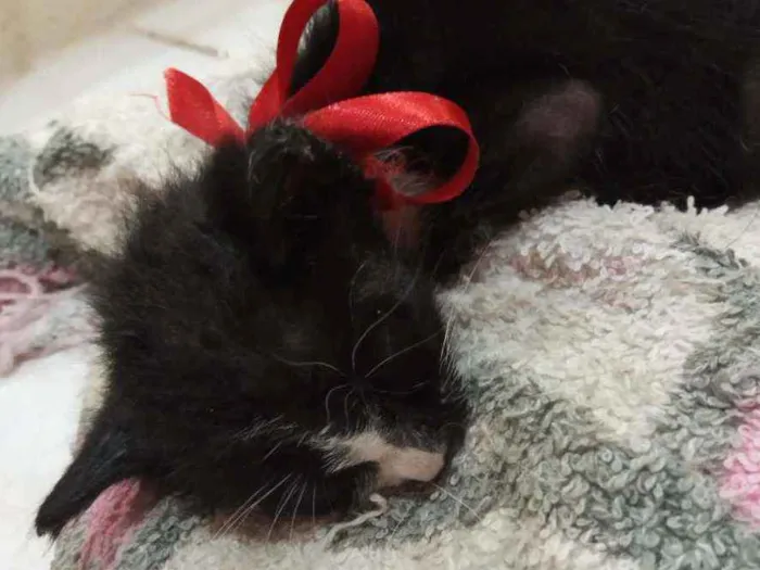 Gato ra a Indefinida idade Abaixo de 2 meses nome Pretinho