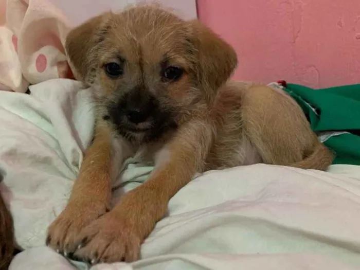 Cachorro ra a Vira lata idade 2 a 6 meses nome Não tem nome 