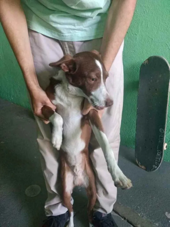 Cachorro ra a Srd idade 7 a 11 meses nome Toddy bb lindo 