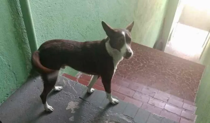 Cachorro ra a Srd idade 7 a 11 meses nome Toddy bb lindo 