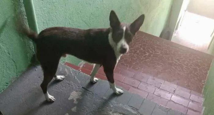 Cachorro ra a Srd idade 7 a 11 meses nome Toddy bb lindo 