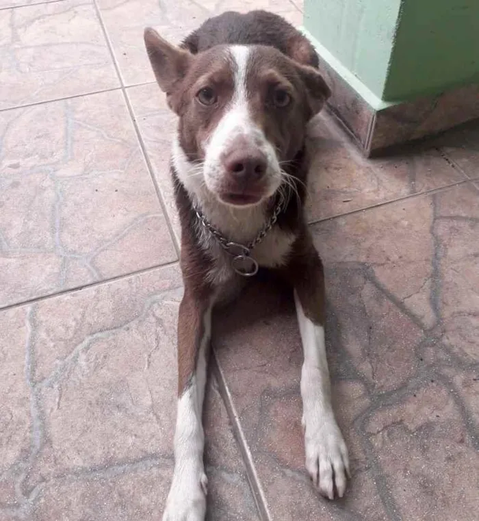 Cachorro ra a Srd idade 7 a 11 meses nome Toddy bb lindo 