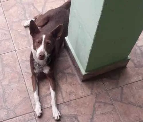 Cachorro ra a Srd idade 7 a 11 meses nome Toddy bb lindo 