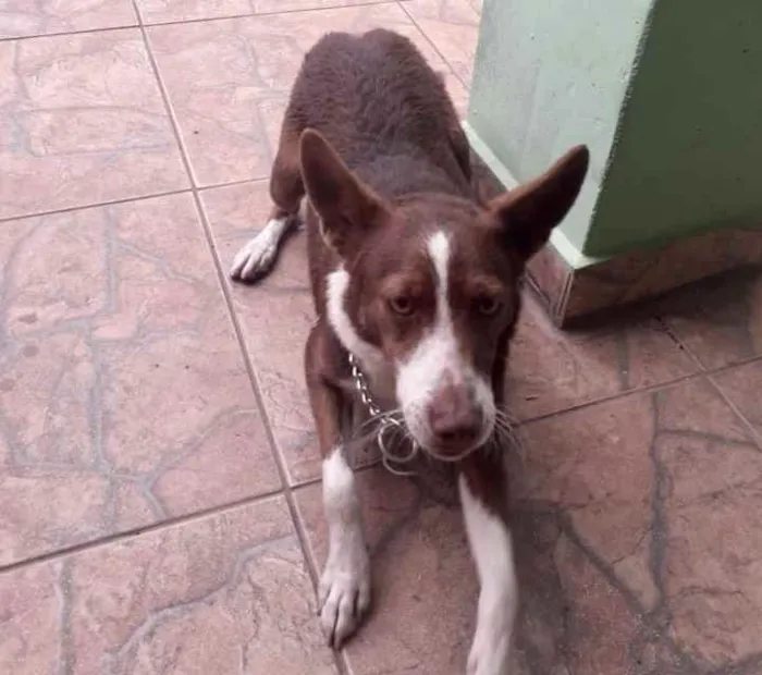 Cachorro ra a Srd idade 7 a 11 meses nome Toddy bb lindo 
