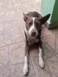 Toddy bb lindo