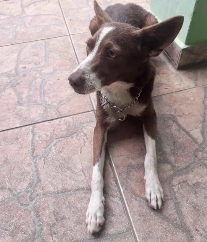 Cachorro ra a Srd idade 7 a 11 meses nome Toddy bb lindo 