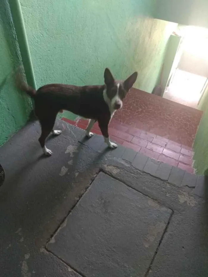 Cachorro ra a Srd idade 7 a 11 meses nome Toddy bb lindo 