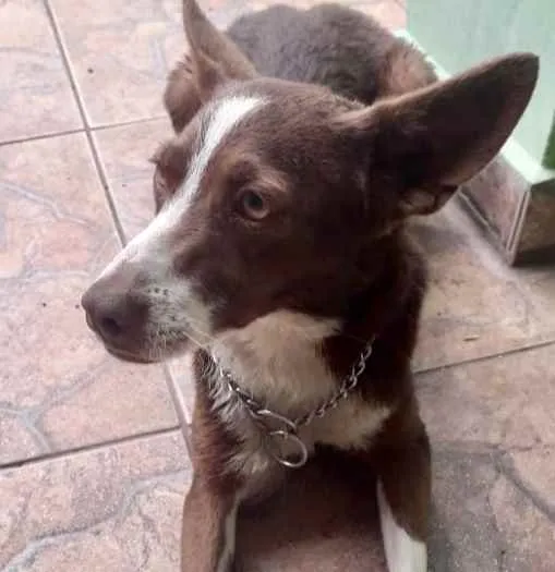 Cachorro ra a Srd idade 7 a 11 meses nome Toddy bb lindo 