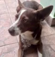 Toddy bb lindo