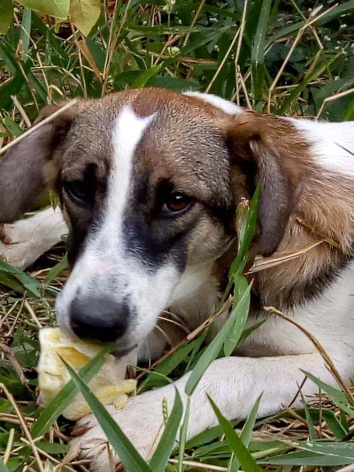 Cachorro ra a Não definimos idade 1 ano nome Não tem