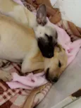 Nana e Nina 