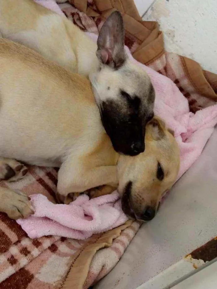 Cachorro ra a Não definimos idade 2 a 6 meses nome Nana e Nina 