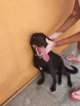 Harley