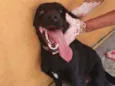 Harley