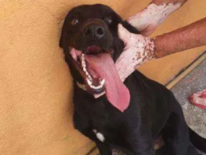 Cachorro raça SRD idade 1 ano nome Harley
