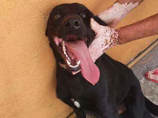 Cachorro ra a SRD idade 1 ano nome Harley