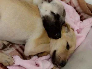 Cachorro raça Não definimos idade 2 a 6 meses nome Nana e Nina 