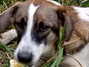Cachorro raça Não definimos idade 1 ano nome Não tem