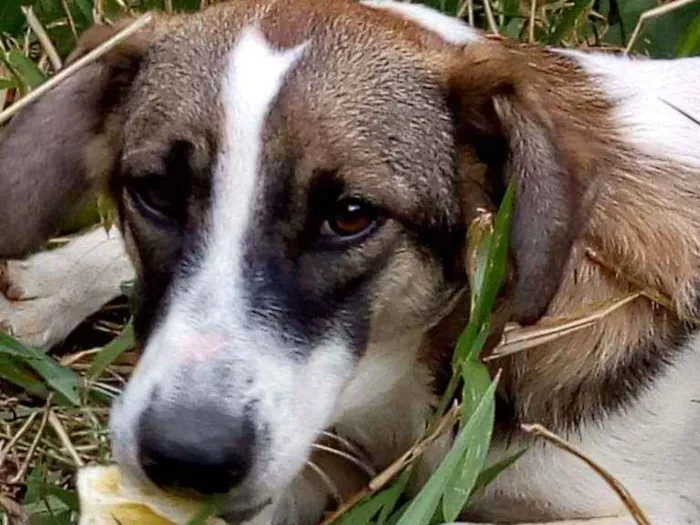 Cachorro ra a Não definimos idade 1 ano nome Não tem