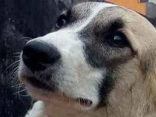 Cachorro ra a Não definimos idade 1 ano nome Zipora