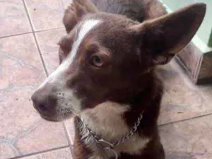 Cachorro raça Srd idade 7 a 11 meses nome Toddy bb lindo 