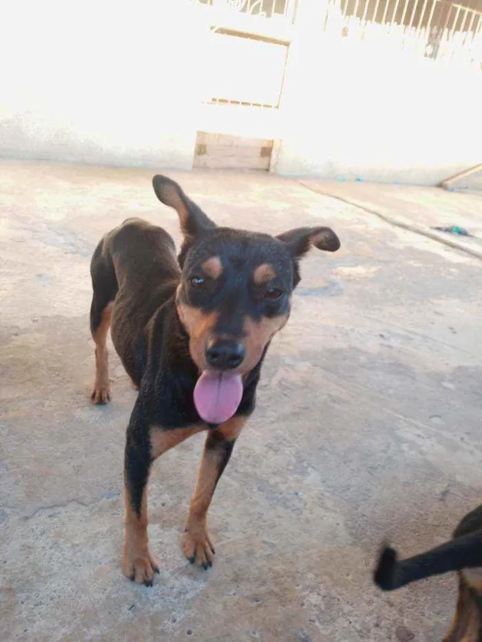 Cachorro raça SRD idade 1 ano nome Linda