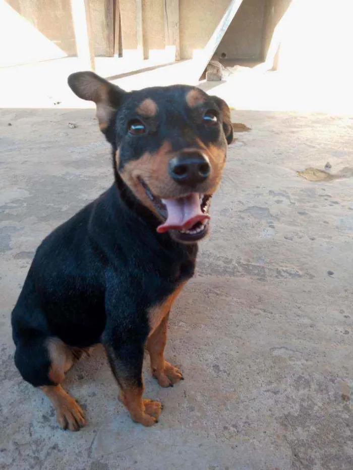 Cachorro raça SRD idade 1 ano nome Linda