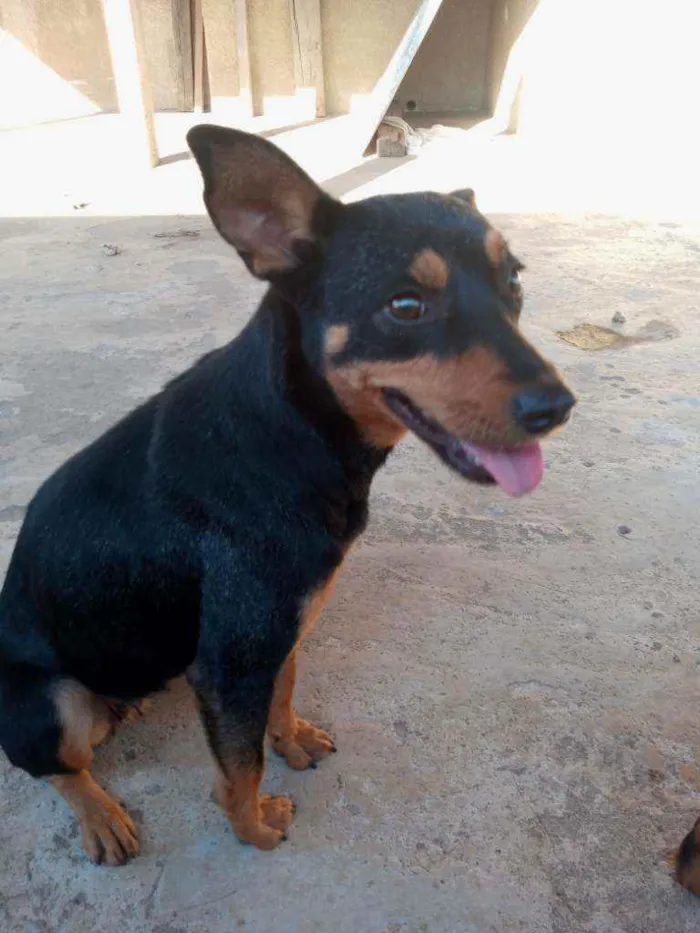 Cachorro raça SRD idade 1 ano nome Linda