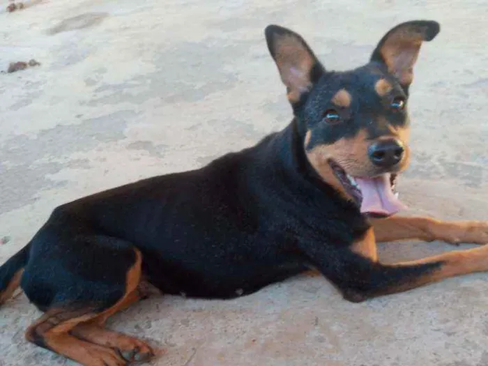 Cachorro raça SRD idade 1 ano nome Linda