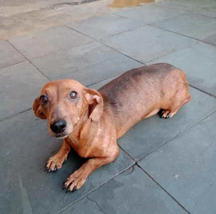 Cachorro ra a dachshund idade 2 anos nome Feliz
