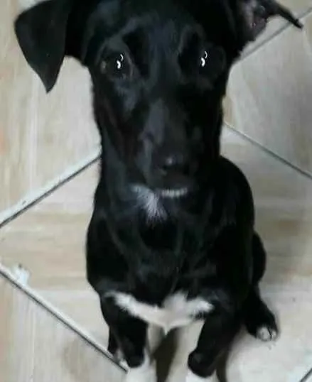 Cachorro ra a Tipo bassê (salsichinha)  idade 7 a 11 meses nome Albert