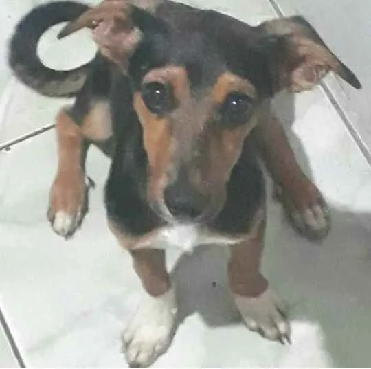 Cachorro ra a Tipo bassê (salsichinha)  idade 7 a 11 meses nome Toddy